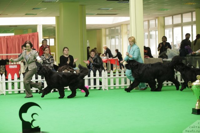 Фото: ньюфаундленд Beguschaya po Volnam Dancing Queen (Бегущая по Волнам Дансинг Квин), ньюфаундленд Aquatoriya Kelvin Kilimandzharo (Акватория Келвин Килиманджаро)