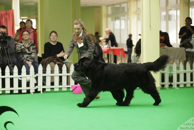 Фото: ньюфаундленд Sent Djons Dora (Сент Джонс Дора)