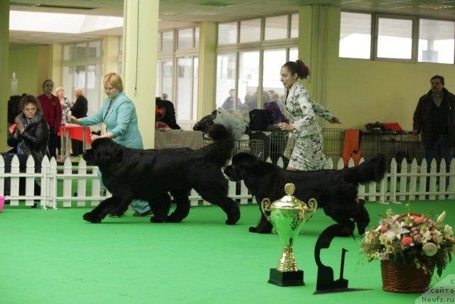 Фото: ньюфаундленд Aquatoriya Kelvin Kilimandzharo (Акватория Келвин Килиманджаро), ньюфаундленд Sent Djons Sabina Mistical (Сент Джонс Сабина Мистикал)