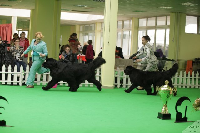 Фото: ньюфаундленд Aquatoriya Kelvin Kilimandzharo (Акватория Келвин Килиманджаро), ньюфаундленд Sent Djons Sabina Mistical (Сент Джонс Сабина Мистикал)