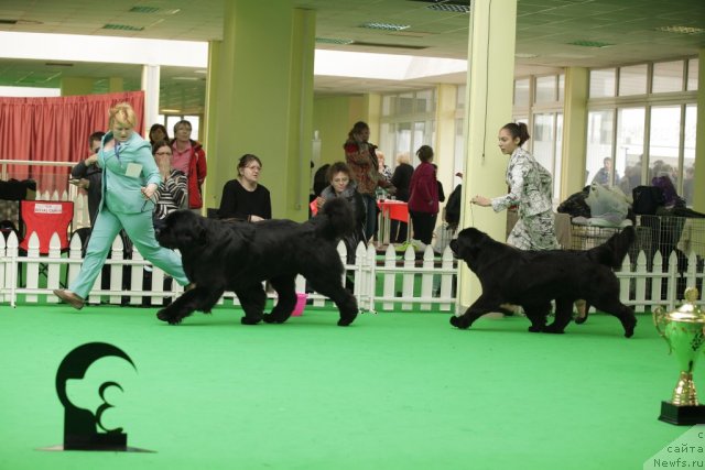 Фото: ньюфаундленд Aquatoriya Kelvin Kilimandzharo (Акватория Келвин Килиманджаро), ньюфаундленд Sent Djons Sabina Mistical (Сент Джонс Сабина Мистикал)