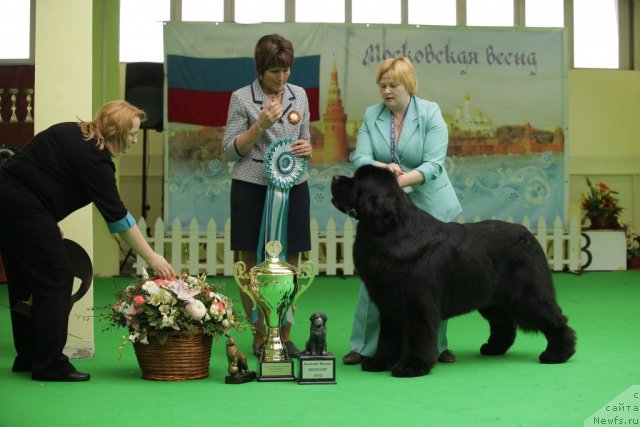 Фото: ньюфаундленд Aquatoriya Kelvin Kilimandzharo (Акватория Келвин Килиманджаро)