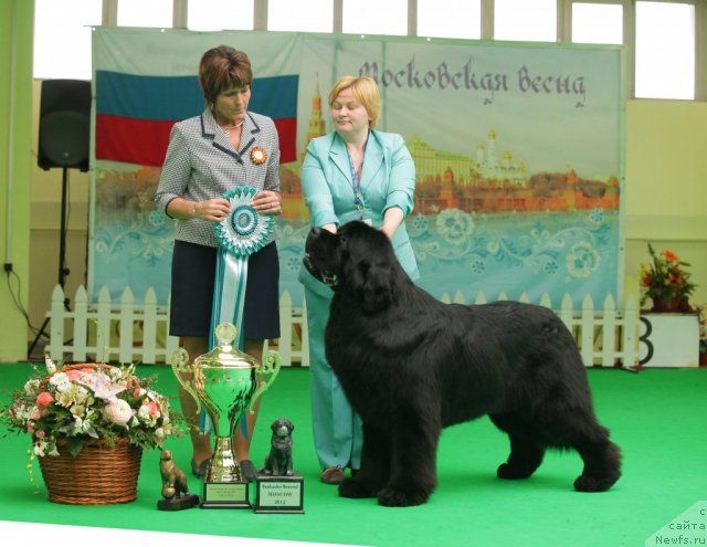 Фото: ньюфаундленд Aquatoriya Kelvin Kilimandzharo (Акватория Келвин Килиманджаро)
