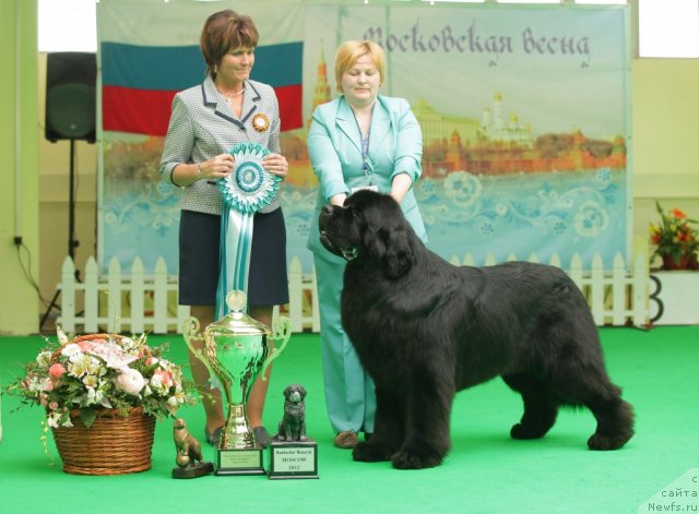 Фото: ньюфаундленд Aquatoriya Kelvin Kilimandzharo (Акватория Келвин Килиманджаро)