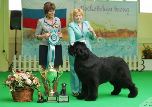 Фото: ньюфаундленд Aquatoriya Kelvin Kilimandzharo (Акватория Келвин Килиманджаро)