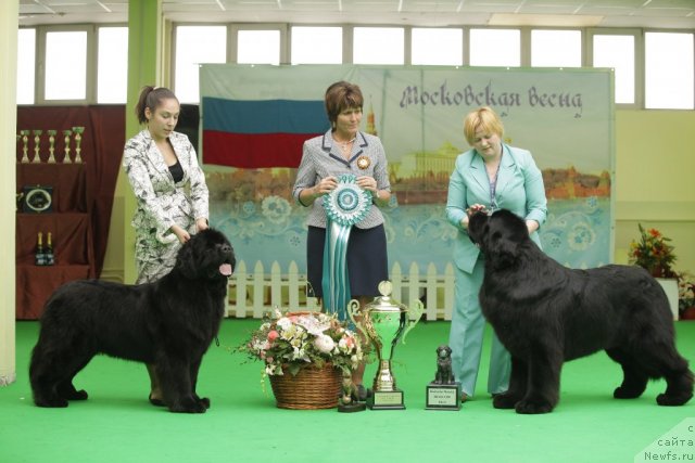 Фото: ньюфаундленд Sent Djons Sabina Mistical (Сент Джонс Сабина Мистикал), ньюфаундленд Aquatoriya Kelvin Kilimandzharo (Акватория Келвин Килиманджаро)