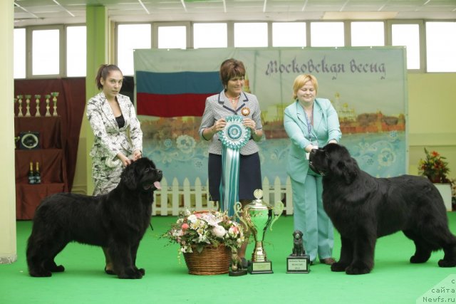 Фото: ньюфаундленд Sent Djons Sabina Mistical (Сент Джонс Сабина Мистикал), ньюфаундленд Aquatoriya Kelvin Kilimandzharo (Акватория Келвин Килиманджаро)