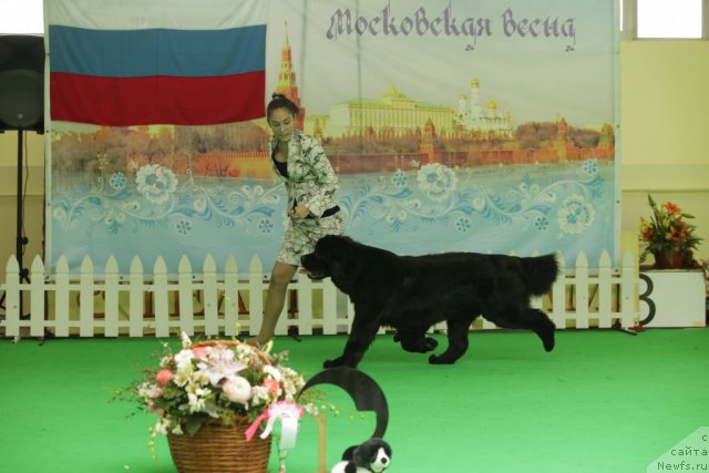 Фото: ньюфаундленд Sent Djons Sabina Mistical (Сент Джонс Сабина Мистикал)