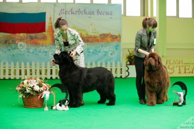 Фото: ньюфаундленд Sent Djons Sabina Mistical (Сент Джонс Сабина Мистикал), ньюфаундленд Amazing Grace vom Riesrand