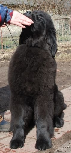 Фото: ньюфаундленд Dar Svezy Believe Me (Дар Свезы Белив Ми)