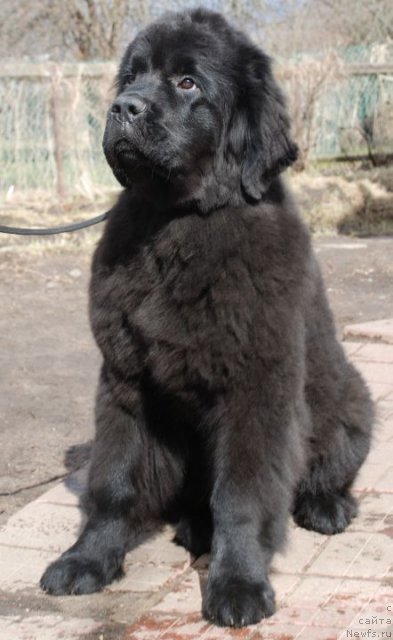 Фото: ньюфаундленд Dar Svezy Believe Me (Дар Свезы Белив Ми)