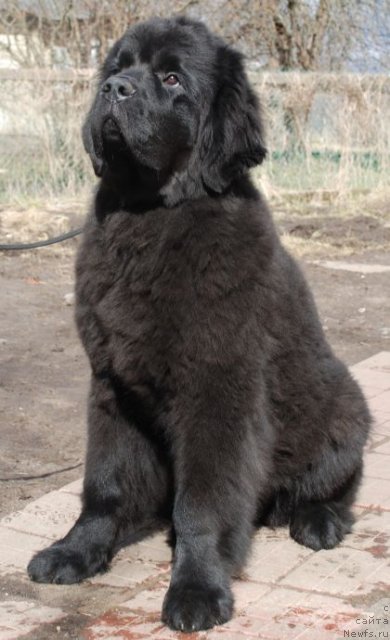 Фото: ньюфаундленд Dar Svezy Believe Me (Дар Свезы Белив Ми)