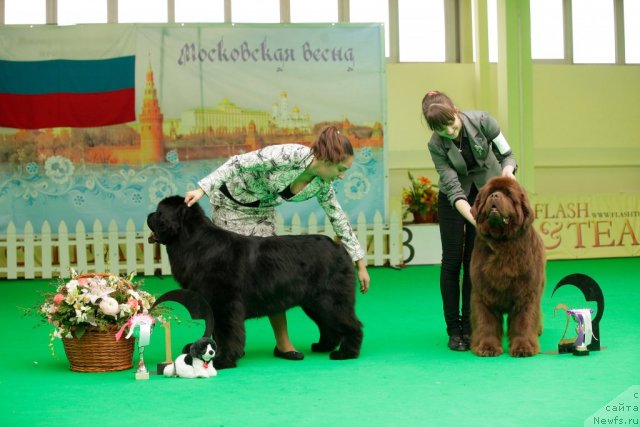 Фото: ньюфаундленд Sent Djons Sabina Mistical (Сент Джонс Сабина Мистикал), ньюфаундленд Amazing Grace vom Riesrand