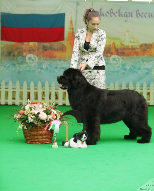 Фото: ньюфаундленд Sent Djons Sabina Mistical (Сент Джонс Сабина Мистикал)