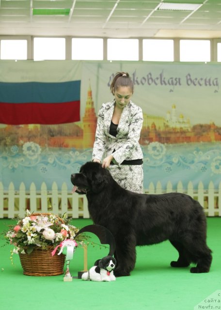 Фото: ньюфаундленд Sent Djons Sabina Mistical (Сент Джонс Сабина Мистикал)