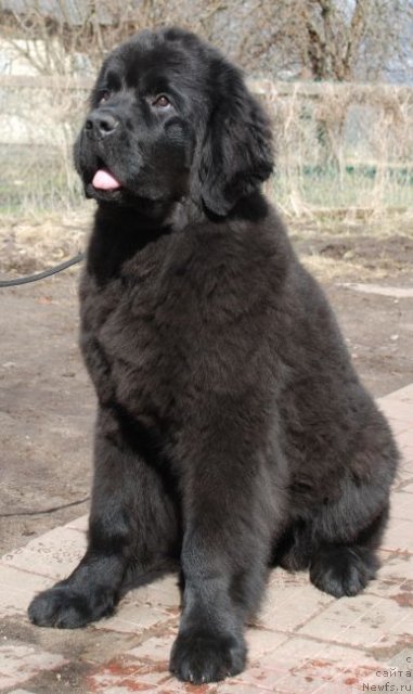 Фото: ньюфаундленд Dar Svezy Believe Me (Дар Свезы Белив Ми)