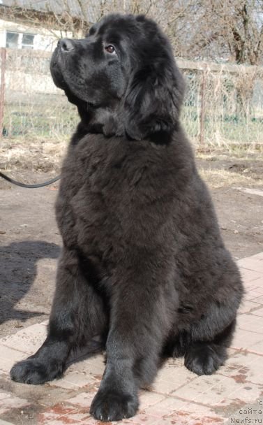 Фото: ньюфаундленд Dar Svezy Believe Me (Дар Свезы Белив Ми)