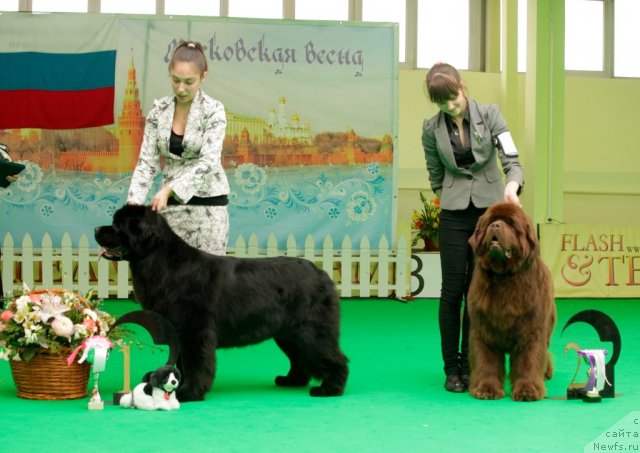 Фото: ньюфаундленд Sent Djons Sabina Mistical (Сент Джонс Сабина Мистикал), ньюфаундленд Amazing Grace vom Riesrand