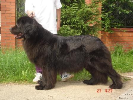 Фото: ньюфаундленд Sent Djons Dora (Сент Джонс Дора)