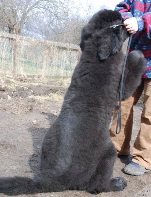 Фото: ньюфаундленд Dar Svezy Believe Me (Дар Свезы Белив Ми)