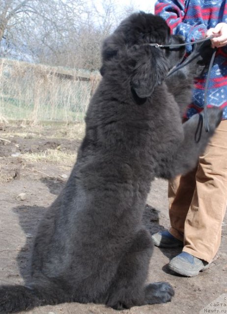 Фото: ньюфаундленд Dar Svezy Believe Me (Дар Свезы Белив Ми)