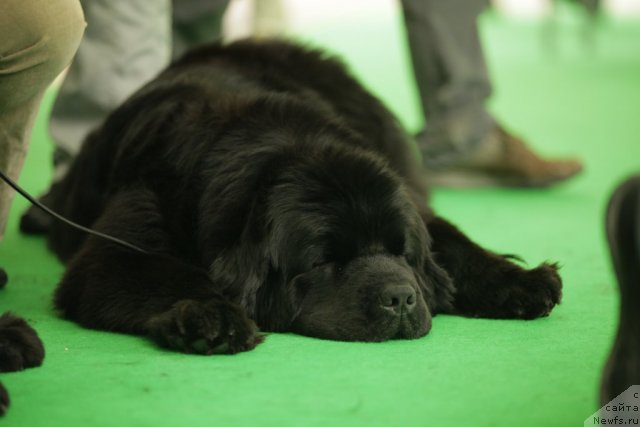 Фото: ньюфаундленд Fairweathers Rare and Precious