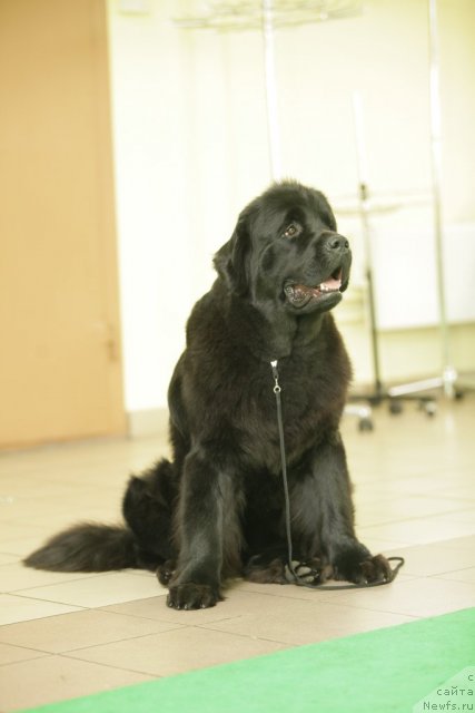 Фото: ньюфаундленд Tselogo Mira Malo iz Arkaima (Целого Мира Мало из Аркаима)