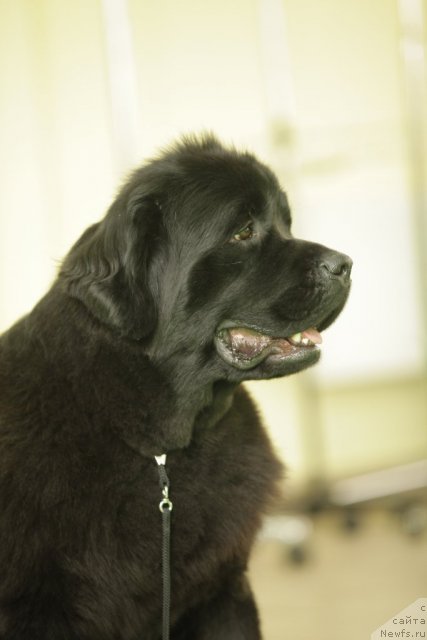 Фото: ньюфаундленд Tselogo Mira Malo iz Arkaima (Целого Мира Мало из Аркаима)