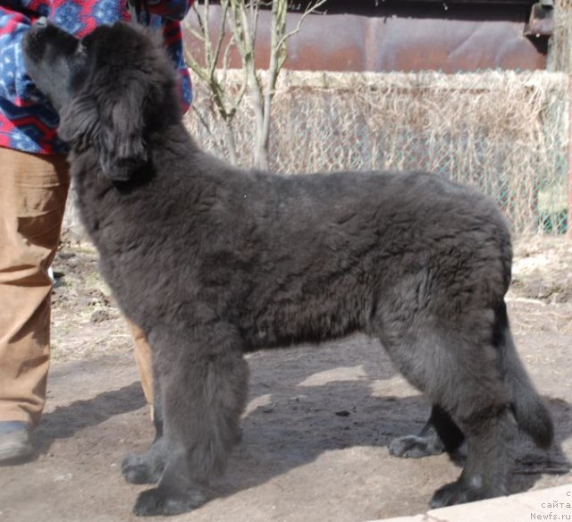 Фото: ньюфаундленд Dar Svezy Believe Me (Дар Свезы Белив Ми)