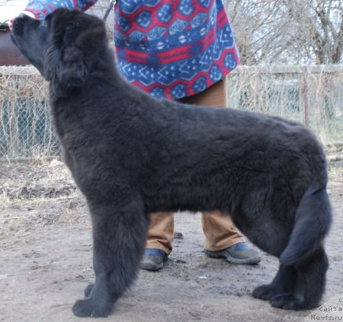 Фото: ньюфаундленд Dar Svezy Believe Me (Дар Свезы Белив Ми)