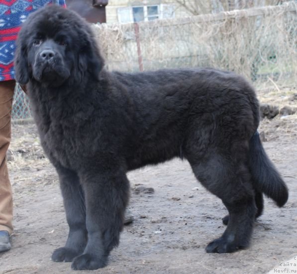 Фото: ньюфаундленд Dar Svezy Believe Me (Дар Свезы Белив Ми)