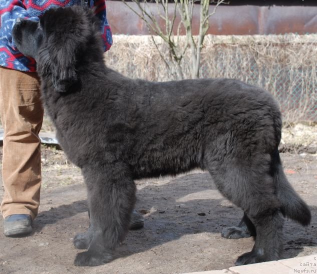 Фото: ньюфаундленд Dar Svezy Believe Me (Дар Свезы Белив Ми)