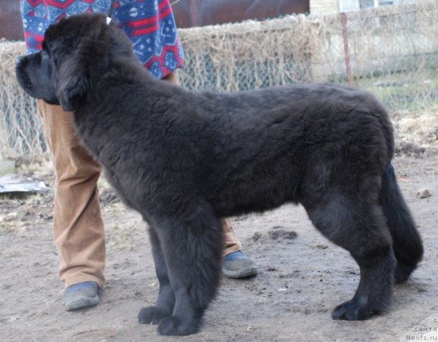 Фото: ньюфаундленд Dar Svezy Believe Me (Дар Свезы Белив Ми)