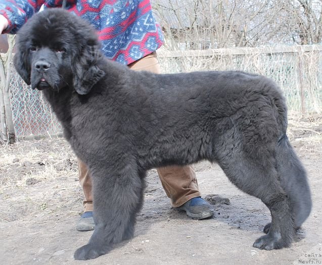 Фото: ньюфаундленд Dar Svezy Believe Me (Дар Свезы Белив Ми)