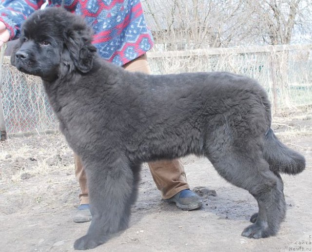 Фото: ньюфаундленд Dar Svezy Believe Me (Дар Свезы Белив Ми)