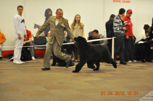 Фото: ньюфаундленд Zvezdnij Dar Agassi (Звездный Дар Агасси)