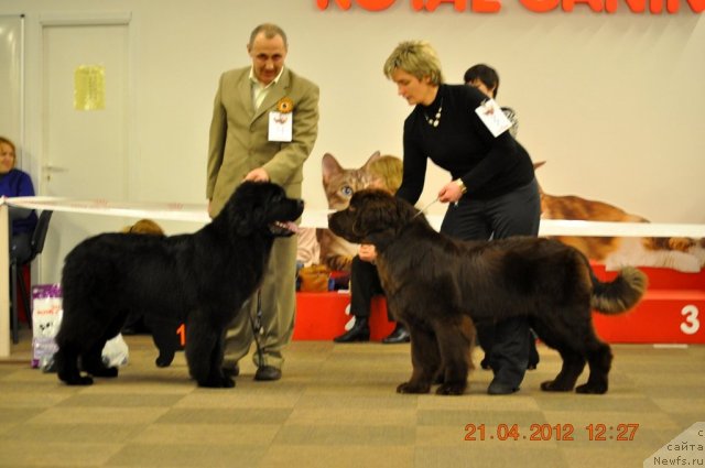 Фото: ньюфаундленд Zvezdnij Dar Agassi (Звездный Дар Агасси)