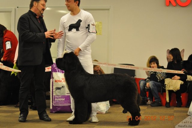 Фото: ньюфаундленд Love Me Tender Midnight Bear