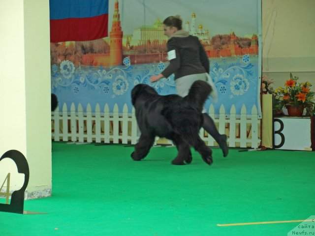 Фото: ньюфаундленд Inflame My Heart Midnight Bear, Anastasiya Zalivako (Анастасия Заливако)