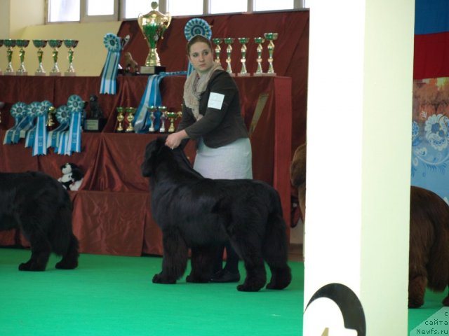 Фото: ньюфаундленд Inflame My Heart Midnight Bear, Anastasiya Zalivako (Анастасия Заливако)