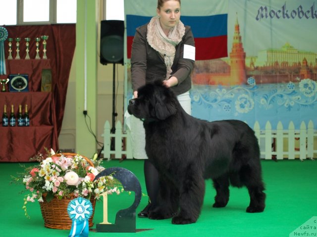Фото: ньюфаундленд Inflame My Heart Midnight Bear, Anastasiya Zalivako (Анастасия Заливако)