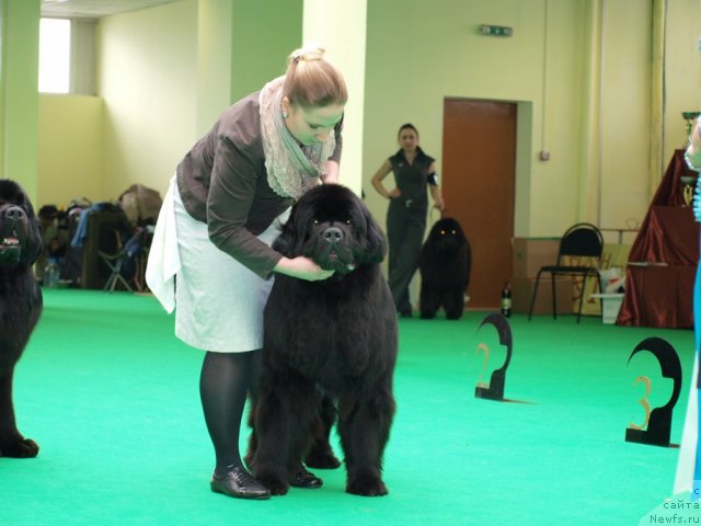 Фото: ньюфаундленд Inflame My Heart Midnight Bear, Anastasiya Zalivako (Анастасия Заливако)