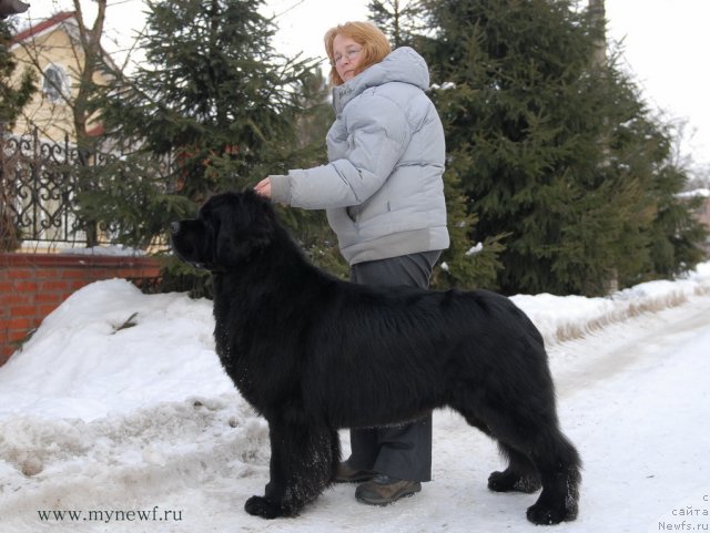 Фото: ньюфаундленд Sent Djons Richard Black Gold (Сент Джонс Ричард Блек Голд)