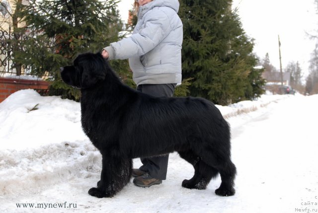 Фото: ньюфаундленд Sent Djons Richard Black Gold (Сент Джонс Ричард Блек Голд)
