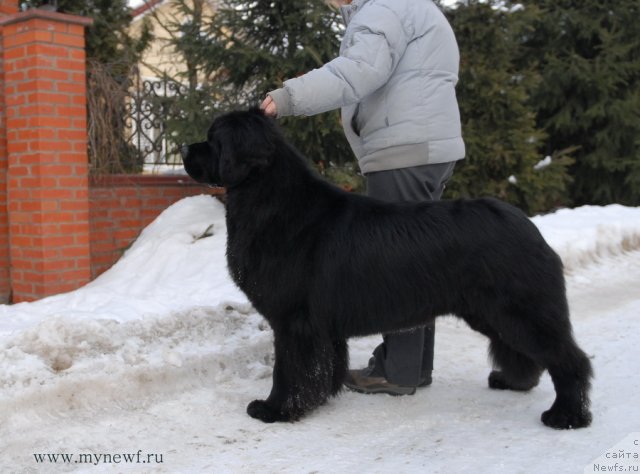 Фото: ньюфаундленд Sent Djons Richard Black Gold (Сент Джонс Ричард Блек Голд)