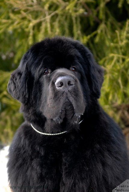 Фото: ньюфаундленд Sent Djons Richard Black Gold (Сент Джонс Ричард Блек Голд)