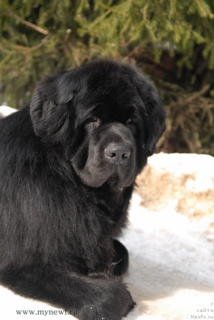 Фотография № 94038