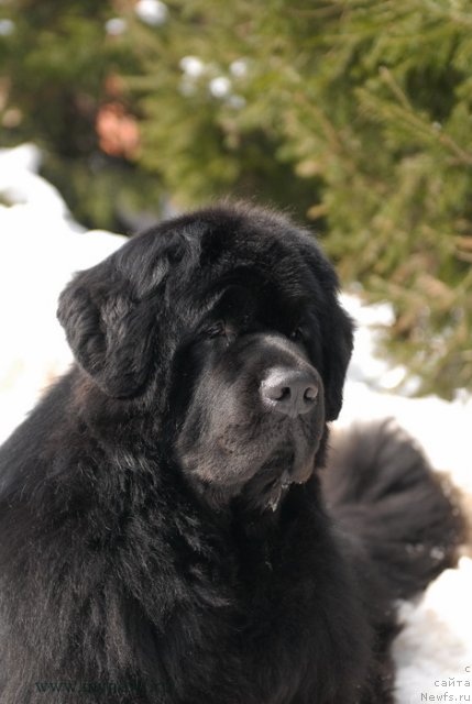 Фото: ньюфаундленд Sent Djons Richard Black Gold (Сент Джонс Ричард Блек Голд)