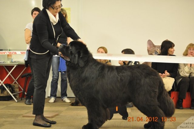 Фото: ньюфаундленд Duty Free of Apachee's Home