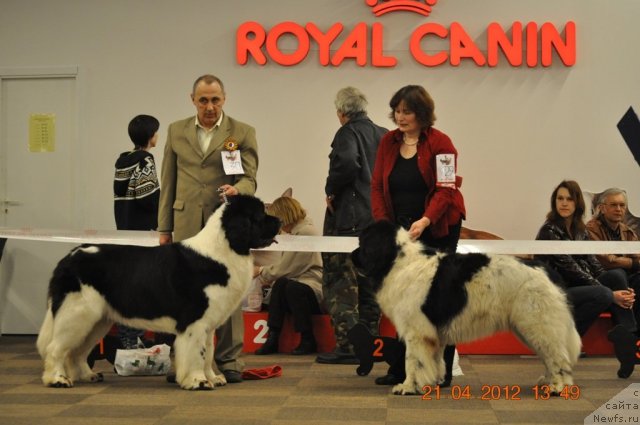 Фото: ньюфаундленд Zidan Clark Zvezdnij Dar, LIGHT OF NE W DAWN CARREAN CLIPPER